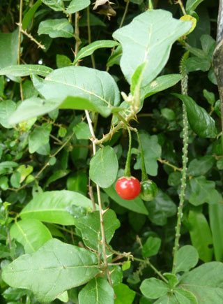 Thực[-]hư[-]tin[-]đồn[-]cây[-]cà[-]gai[-]leo[-]trị[-]ung[-]thư[-]gan